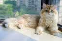 猫咪防猫掉毛吃什么深海鱼油营养片美毛靓毛维生素非药防脱毛神器 3盒【再也不掉毛】 实拍图