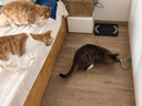 【京东快递】猫咪玩具自嗨解闷智能逗猫球自动逗猫遛猫遛狗突突球 奢华版绿色【带绳款宠物球】 实拍图