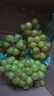 阳光玫瑰葡萄晴王青提香水提子山西新鲜水果一斤也是批发价 带箱5斤大果【单果克重10g-20g】（净重约4.5斤） 实拍图