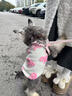 MIKI PAD狗绳牵引绳狗狗不勒脖遛狗绳小型犬狗链子幼犬胸背宠物狗胸背带 小香风（胸背+1.5米牵引绳） XS（建议3-5斤狗狗） 晒单实拍图