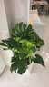 植男植女老桩龟背竹大盆栽客厅室内大型植物大叶北欧真绿植办公室源头直发 实拍图
