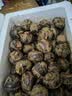 广西马蹄  荔浦荸荠 现挖现发 地梨地栗 时令新鲜 精选特大5斤9斤 5斤精品特大果 实拍图
