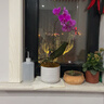 浇水浇花挤压室内园艺工具长嘴尖嘴弯嘴花卉多肉家用植物滴水喷壶 带刻度*环保材质【浇水利器】 丨*结实耐用【500ml】2个 实拍图