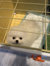 蔻丝狗笼子小型犬带厕所分离一室一厅一卫家用室内泰迪博美比熊幼犬笼 实拍图