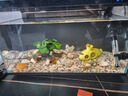 云峰海瑞清洁鱼活体热带鱼观赏鱼水族宠物工具鱼垃圾鱼老鼠鱼鱼缸除藻 黄金胡子3条（3-5厘米） 实拍图