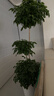 植男植女幸福树造型绿宝盆栽绿植客厅室内大型绿植办公室乔迁新居源头直发 实拍图