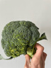 轻食西兰花绿色花菜花椰菜减脂低卡新鲜蔬菜产地批发 新鲜青花1斤【西兰花】 实拍图
