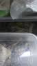 【京东快递】松茸 云南雪山干货 野外生长 新鲜精选干片 松茸干片100g 实拍图