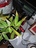 幸福树平安树绿植花卉小盆栽室内客厅办公室四季常青植物净化空气 特价幸福树1盆多颗原盆发货 实拍图