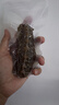 大鲜田大连有机即食海参1斤/5-7只 固形物超85%辽刺参 滋补礼盒源头直发 实拍图