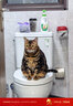 K9 Natural鸡肉猫主食罐头 170g*6成猫幼猫通用猫湿粮猫罐头 新西兰原装进口 实拍图