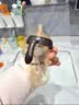 卡蜜迪鸭嘴吸管奶嘴奶瓶婴儿学饮杯宝宝喝奶学饮水杯配件吸管学饮嘴 吸管奶嘴 实拍图
