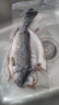 海名威冷冻三去海鲈鱼880g/2条 (配料包) 海鱼 生鲜鱼类海鲜 春节也送货 实拍图