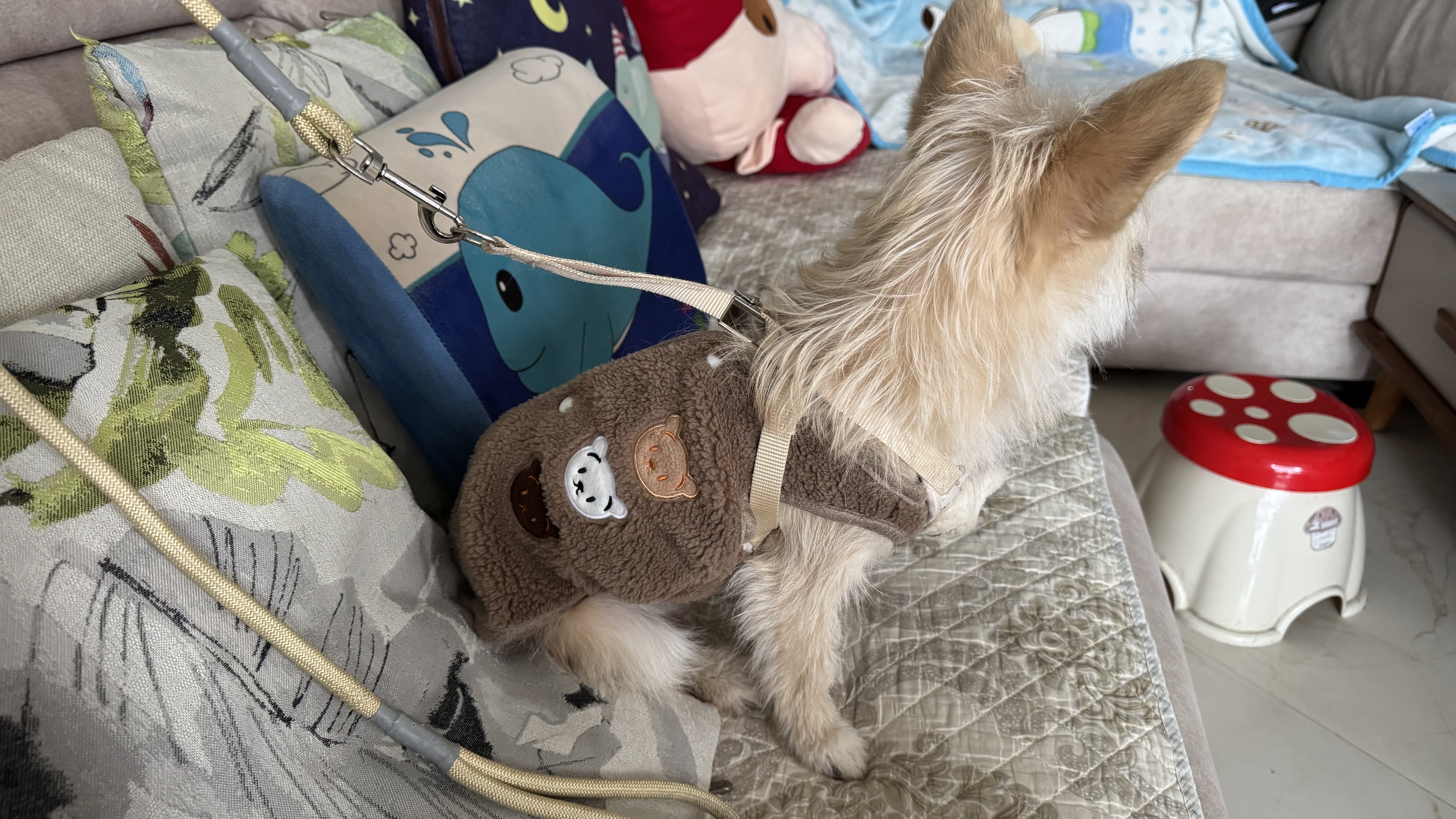 欢宠网宠物狗狗衣服猫咪猫小狗小猫泰迪比熊猫猫小型犬幼犬冬季保暖服饰 实拍图