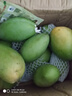 集南鲜 越南青玉芒果 芒果当季大青皮黄皮大芒果新鲜水果整箱 含箱10斤 单果250g起  净重9斤 实拍图