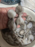 美加佳三去小章鱼净重2斤（500g*2袋）16-26只 去脏八爪鱼 年货聚餐 实拍图