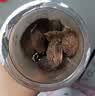 花椒八角桂皮香叶辣椒白芷孜然草果小茴香卤料调料【净重】 草果 约70g/罐*1罐【净重】 实拍图