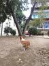 疯狂小狗 宠物零食狗狗磨牙棒比熊泰迪中小型犬咬胶零食 旋风鸡肉结骨70g 实拍图
