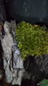 孙凯（SUNKAI）鲜活苔藓青苔藓 微景观植物盆景生态瓶diy绿植水陆缸假山盆栽盆景 实拍图