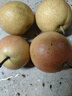京地达鞍山南果梨 东北特产南国梨 净重5斤30枚左右 源头直发包 实拍图