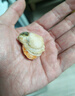 初鲜大号冷冻带黄扇贝肉净重2斤约80-120颗烧烤火锅食材海鲜年货送礼 实拍图