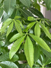 小黑飞杀虫剂家用花盆花土壤灭花卉植物里面有非专杀虫虫净飞虫药 【升级版】花卉杀虫剂500ml*1瓶 实拍图
