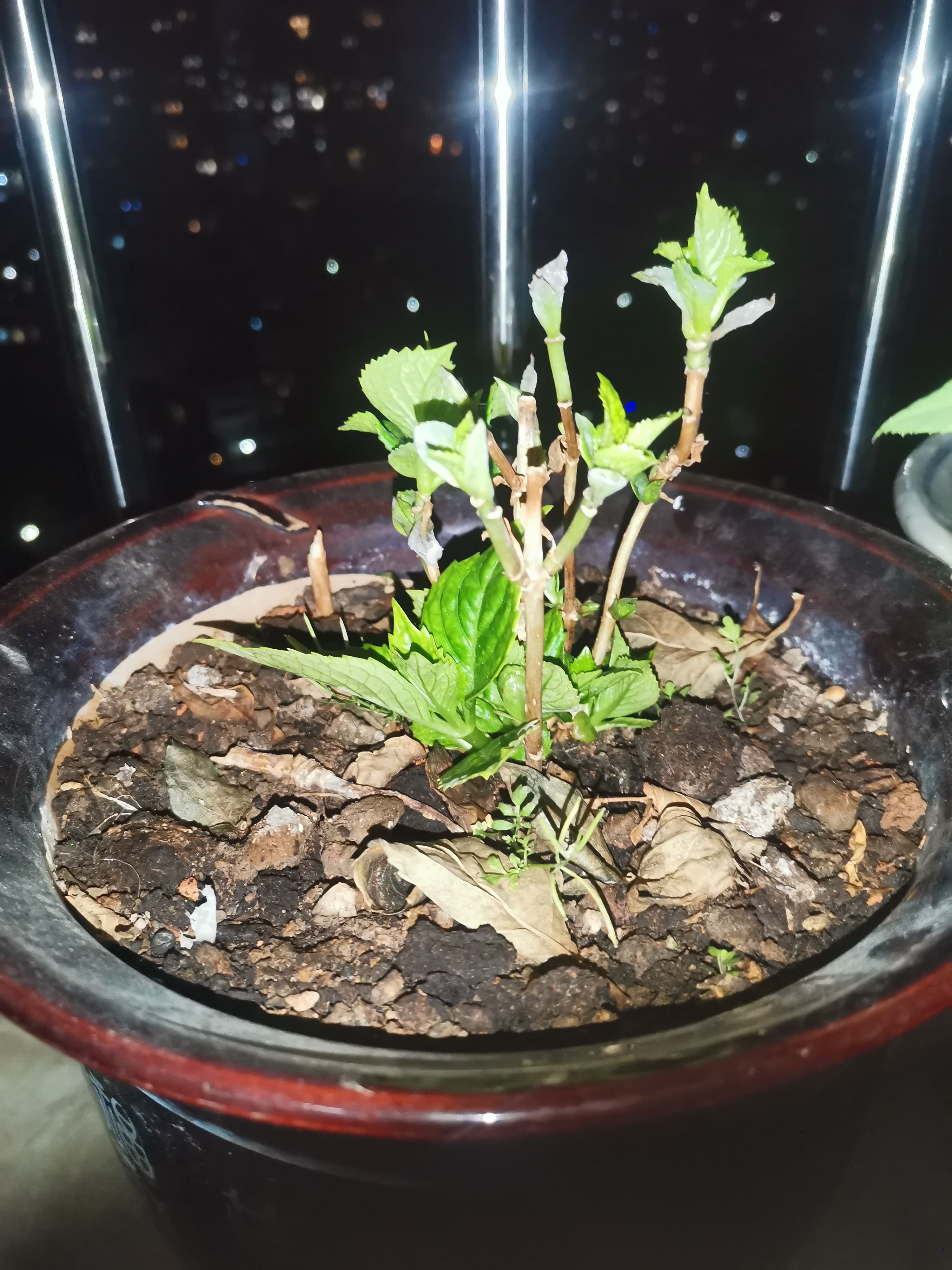 绣球花苗无尽夏带花苞四季开花绣球花盆栽庭院好养花卉植物室内花 妖精之吻【大花绣球-可调色】 小苗【隔年开花】原盆宽11cm高18cm冠12cm 实拍图