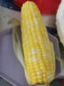 京鲜生 云南金银水果甜玉米净重5斤 鲜甜玉米棒新鲜蔬菜 源头直发 实拍图