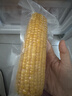 十月稻田 黄甜糯玉米 8根 3.52斤 真空包装 东北粘玉米棒 低脂早餐 实拍图