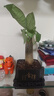 【带盆高度约15-25cm】发财树盆栽室内植物客厅办公室吸甲醛好养 单杆发财树+塑料四方舍得盆+小方底座 花盆直径约8cm 实拍图
