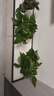 双盟绿萝盆栽除甲醛花卉绿植办公室新房净化空气180加仑4盆装源头直发 实拍图