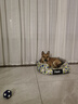 主子家 狗窝猫窝狗床 中小型犬泰迪狗垫子可拆洗圆形帆布耐咬四季宠物窝 森林绿 L (75*65*25) 35斤内宠物 实拍图