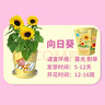 IAM City Farmer向日葵种子迷你盆栽绿植幼儿园儿童种植小盆栽根系生长观察10029 实拍图