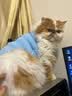 希宝（Sheba）宠物猫罐头泰国进口猫咪白肉海鲜罐头成猫老年猫湿粮零食 吞拿鱼清汤薄片大罐160g*12罐 实拍图