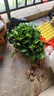 双盟绿萝盆栽除甲醛花卉绿植办公室新房净化空气180加仑2盆装源头直发 实拍图