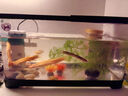 阔庭（KUOTING）鱼缸懒人鱼缸家用客厅办公室金鱼缸过滤鱼缸白色款 实拍图