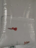 卡奇鱼 孔雀鱼 凤尾鱼 胎生鱼 热带观赏鱼淡水活体鱼小型鱼纯种好养易活 全红孔雀鱼1对 实拍图