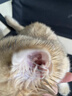 普安特宠物猫咪耳螨狗狗滴耳液耳炎真菌滴耳药耳臭瘙痒化脓红肿尔滴克 实拍图