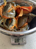 【活蟹】掌昕鲜三门青蟹 公母随机（3-5只）2斤 生鲜活螃蟹海鲜水产送礼盒装源头直发 实拍图