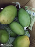 集南鲜 越南青玉芒果 芒果当季大青皮黄皮大芒果新鲜水果整箱 含箱10斤 单果250g起  净重9斤 实拍图