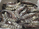 GUO LIAN国联特大号黑虎虾斑节虾无冰盐冻净重2斤20-30只年货送礼海鲜家宴 实拍图