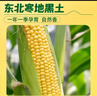十月稻田 黄甜糯玉米 8根 3.52斤 真空包装 东北粘玉米棒 低脂早餐 实拍图