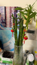 【带根富贵竹转运竹龙竹】招财水培植物客厅弯竹开运竹子盆栽花卉 50-55cm开运竹--6支送2灯笼 实拍图