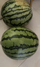 京鲜生 麒麟无籽西瓜 1粒装 净重5-7斤 生鲜水果 实拍图
