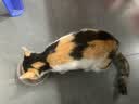 狼力克狼力克幼猫成年猫通用营养均衡美味性价比全价猫粮猫粮 【豪华盛宴10拼】超高性价比 5斤*1袋【店主推荐款】 实拍图