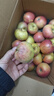 正宗山东红富士苹果丑苹果新鲜水果当季脆甜冰糖心苹果嘎啦果 带箱5斤净重4.5斤60mm+ 实拍图