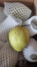 京鲜生 新疆库尔勒香梨 净重10斤 特级 单果120g以上 生鲜水果 实拍图