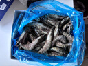 鲜京采 鲜冻大号黑虎虾 去冰净重2斤 31-40只/盒 斑节对虾 实拍图