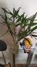 【富贵竹】广州发货水培植物好养懒人节节高供佛办公室内礼物七夕 富贵竹70cm5支 实拍图