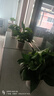 双盟 绿萝盆栽除甲醛花卉绿植办公室新房净化空气110款10盆装源头直发 实拍图